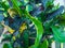 Croton Mammy a magnificent, evergreen shrub with large, leathery, multi-coloured leaves closeup view