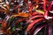 Croton Petra, gorgeous ornamental foliage plant with stunning leaf colour and variegation. Natural background of