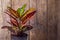 Croton Petra plant close-up. Botanical name is Codiaeum Variegatum. Natural wood background, copy space for text. Beautiful indoor