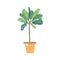 Croton plant in ceramic pot flat vector illustration. Trendy potted evergreen houseplant isolated on white background