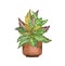 Croton plant houseplant in the pot, isolated on white background. Watercolor potted plant illustration. Home decor.