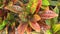 Croton Plant Leaves Foliage HD Stock Footage