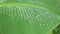 Croton Plant Leaves Foliage HD Stock Footage Clip