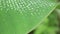 Croton Plant Leaves Foliage HD Stock Footage Clip