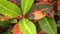 Croton Plant Leaves HD Stock Footage Clip