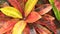 Croton Plant Leaves HD Stock Footage Closeup