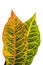 Croton plant leaves isolated on background