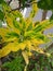 Croton or Puring or Codiaeum variegatum