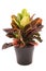 Croton (Rushfoil) plant in a brown ceramic flowerpot
