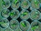 Croton small plants growing in plastic pots in plants nursery