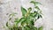 Croton tiglium, Purging Croton,Croton officinalis
