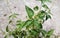 Croton tiglium, Purging Croton,Croton officinalis