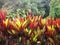 Crotons, in large group growing blooming in botanical garden