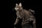 Crouched Kurilian Bobtail Kitty without tail Curious Looks, Black
