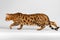 Crouching Bengal Cat on White Background