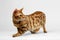 Crouching Bengal Cat on White Background