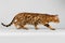 Crouching Bengal Cat on White Background