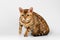 Crouching Bengal Cat on White Background