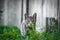 Crouching gray tabby kitten in the yard in the grass