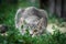 Crouching gray tabby kitten in the yard in the grass