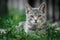 Crouching gray tabby kitten in the yard in the grass