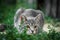 Crouching gray tabby kitten in the yard in the grass