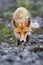 Crouching red fox (Vulpes vulpes). The fox creeps cautiously, looking eye to eye.