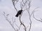 Crow alone on empty branch with overcast sky above