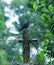 Crow alone sad electric post