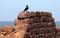 Crow on the ancient stone wall of Aguada Fort, Goa, India