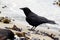 Crow on Beach