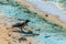 Crow on the beach during the bloom of blue-green algae