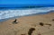 A crow on the beach on a pristine Santa Barbara day with a man in the water.