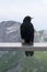 A crow and behind it is the pilatus mountain