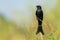 Crow-billed Drongo perching on a small perch looking into a distance