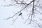 Crow on a birch. Silhouette of a tree with a crow in December. Silhouette of a raven on a tree branch isolated on a pale blue sky