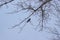 Crow on a birch. Silhouette of a tree with a crow in December. Silhouette of a raven on a tree branch  on a pale blue sky