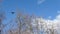 Crow bird flock on naked tree branches under blue cloudy sky