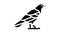 crow bird glyph icon animation