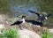 Crow bird on lake coast