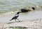 Crow bird near water