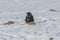 Crow bird with nest on Lake Khovsgol frozen in winter at Mongolia