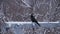 Crow bird perching on pole in winter season