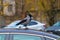 Crow bird sitting on the roof of a car