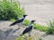 Crow birds