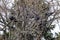 Crow birds hiding on bare tree branch in thickets