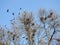 Crow birds and nests in tree, Lithuania