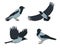 Crow birds set in different poses isolated