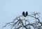 Crow birds on tree branch, Lithuania