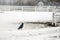 Crow Black Bird Sitting on White Wooden Fence